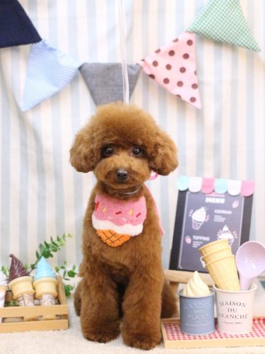 20250517パピコちゃん